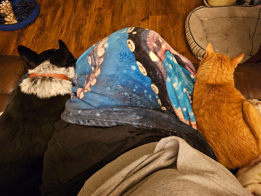 Photograph of the photographer's lap with a black and white dog laying up against one side and an orange cat pressed up against the other side. The blanket has tentacles on its design.