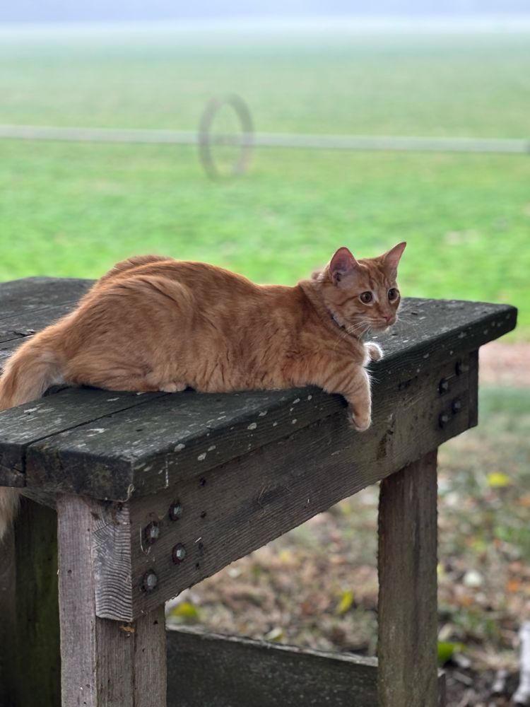 Six months old. This is going to be one big lard butt cat!😂🥰