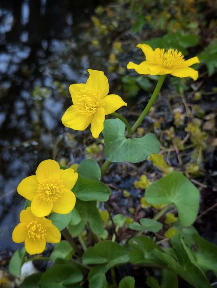 Caltha palustris
