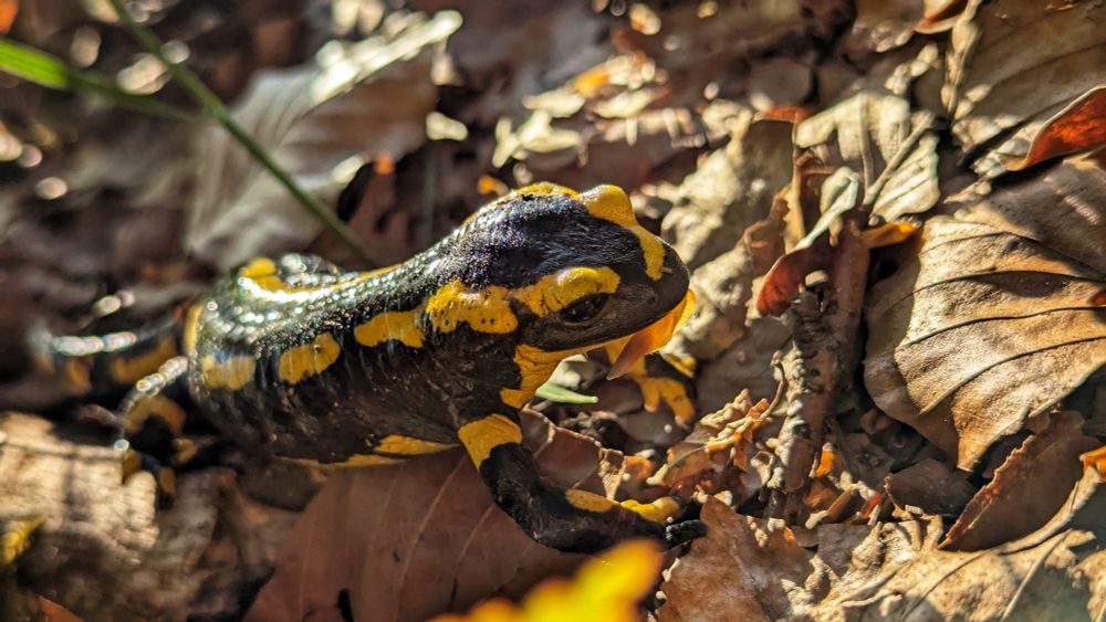 European fire salamander enjoying the evening sun