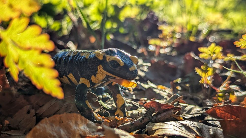 European fire salamander enjoying the evening sun