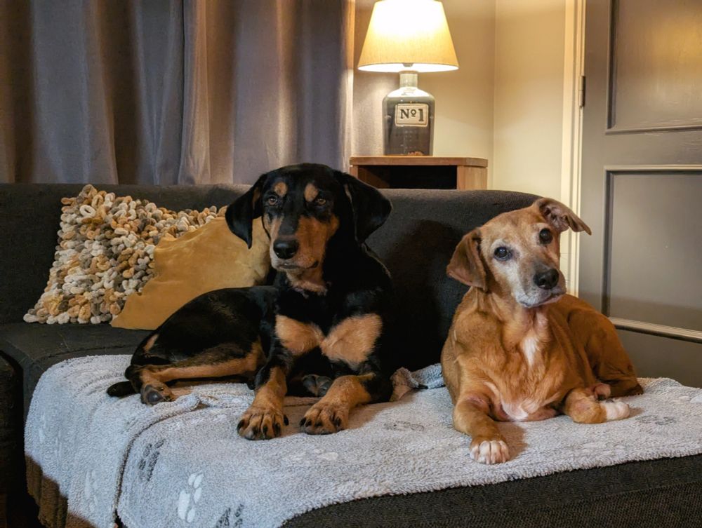 Big black dog and small brown dog on a couch in a cozy low-light surrounding