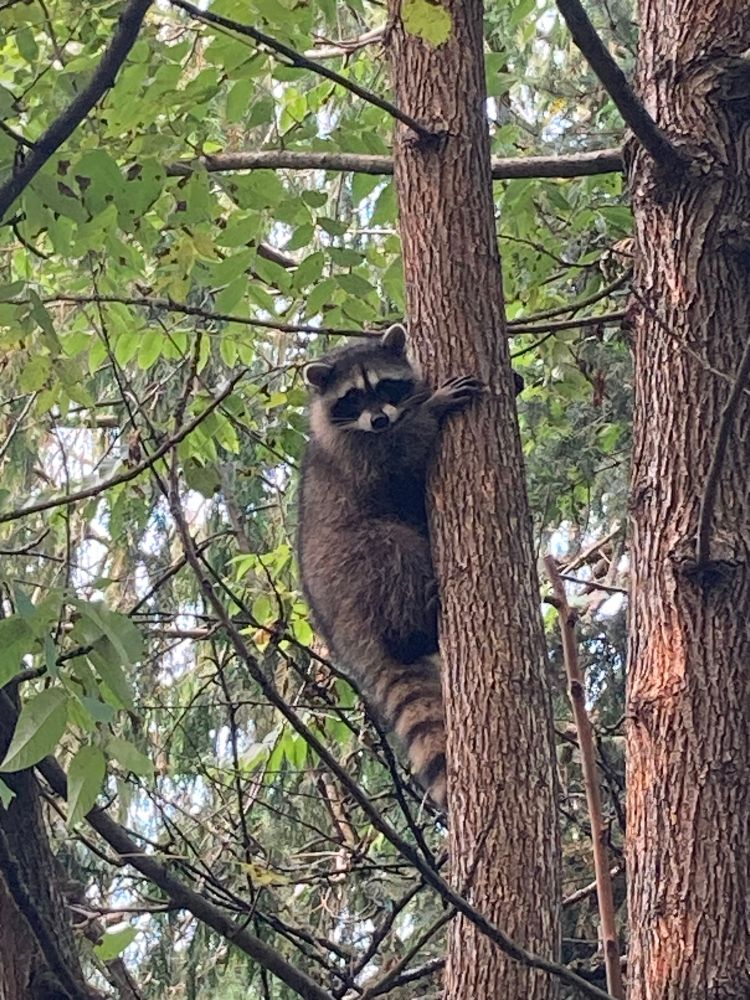 Raccoon hanging onto a tree looking at the camera