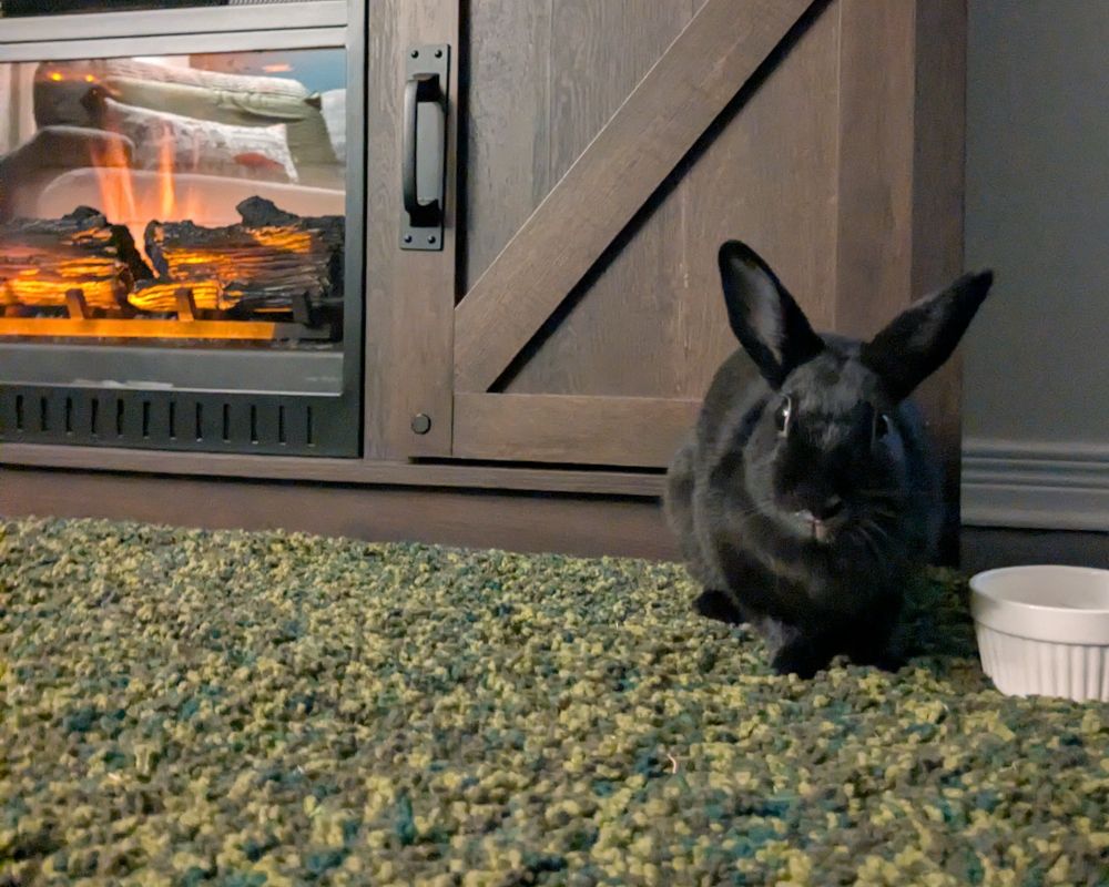 A small black bunny sits on a green carpet in front of a faux wooden electric fireplace. She is looking into the camera, and standing next to a white ramekin (bowl) that has water in it.