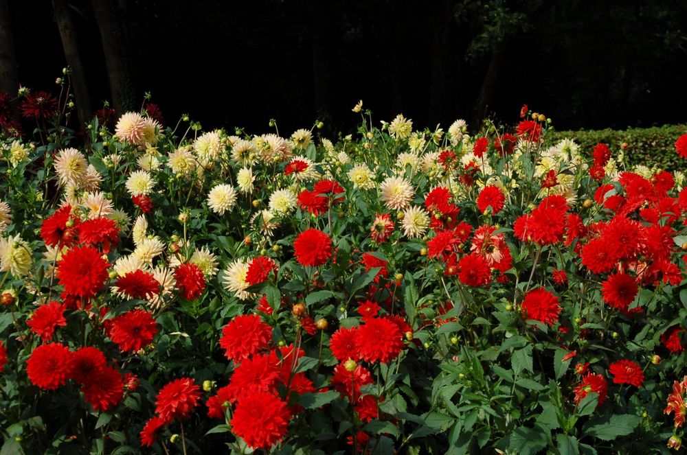 All pictures are from my local dahlia garden, and shoot on my Nikon D50 