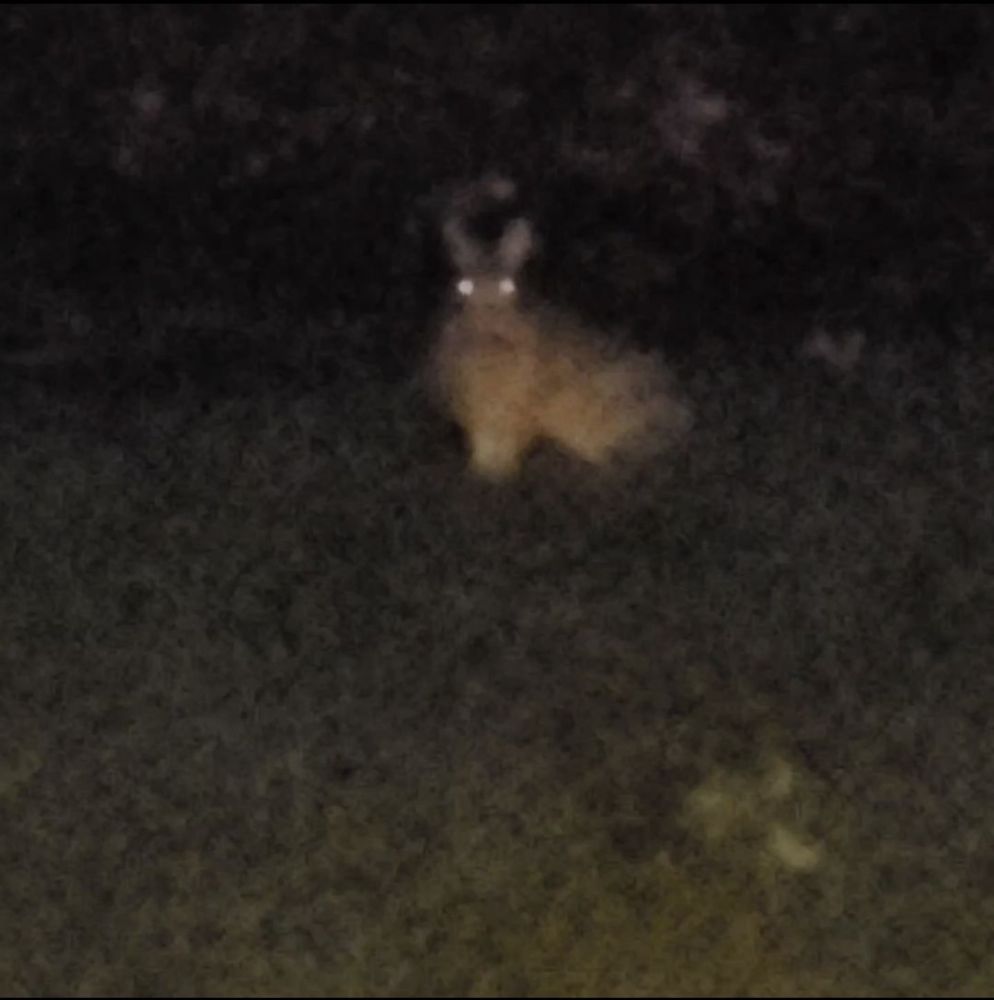 a picture of a rabbit on a lawn at night, eyes shining, looking back at the viewer
