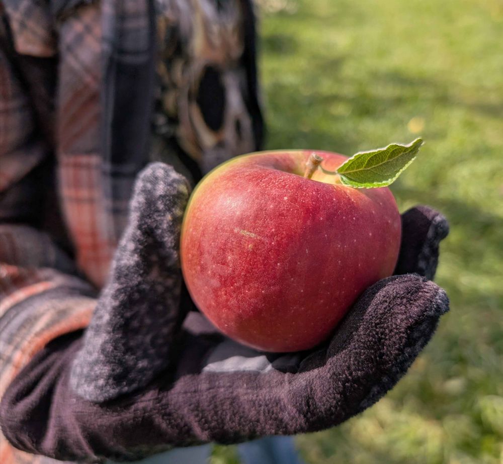 An apple that's red in the foreground, slightly pink around the edges, and yellow on the opposite side.  It has a stem with a single leaf protruding from the top.  The hand holding the apple is clad in a black glove.  The person holding also has an orange and black flannel jacket, and a t-shirt bearing a skull.