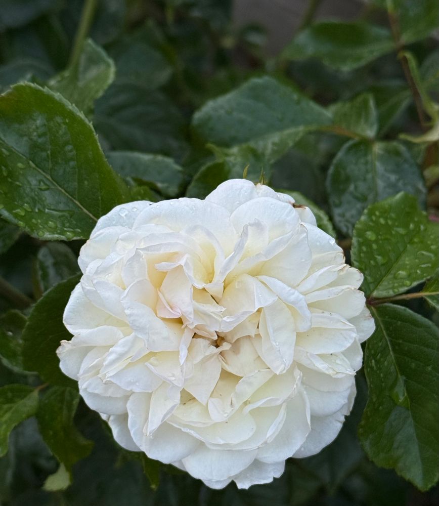 Plump white rose in flower on a background of green leaves.