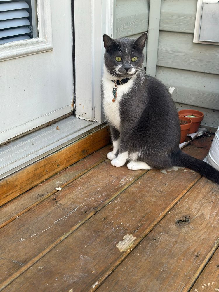 A little grey tuxedo cat (white belly and paws, grey face, back, tail, limbs, with a magnificent white mustache and long white whiskers … she bears a strong resemblance to the monopoly man) with shockingly green eyes 
Sitting politely, outdoors on a wooden porch, in front of a door she wishes to enter. She is looking behind the camera. Wearing a cunning little metal koi collar her mom bought on TikTok shop before the tariffs. Cute as a button. 