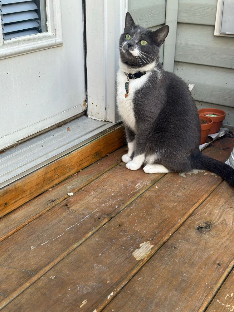 A little grey tuxedo cat (white belly and paws, grey face, back, tail, limbs, with a magnificent white mustache and long white whiskers … she bears a strong resemblance to the monopoly man) with shockingly green eyes 
Sitting politely, outdoors on a wooden porch, in front of a door she wishes to enter. She is looking up into the sky. Wearing a cunning little metal koi collar her mom bought on TikTok shop before the tariffs. Cute as a button. 