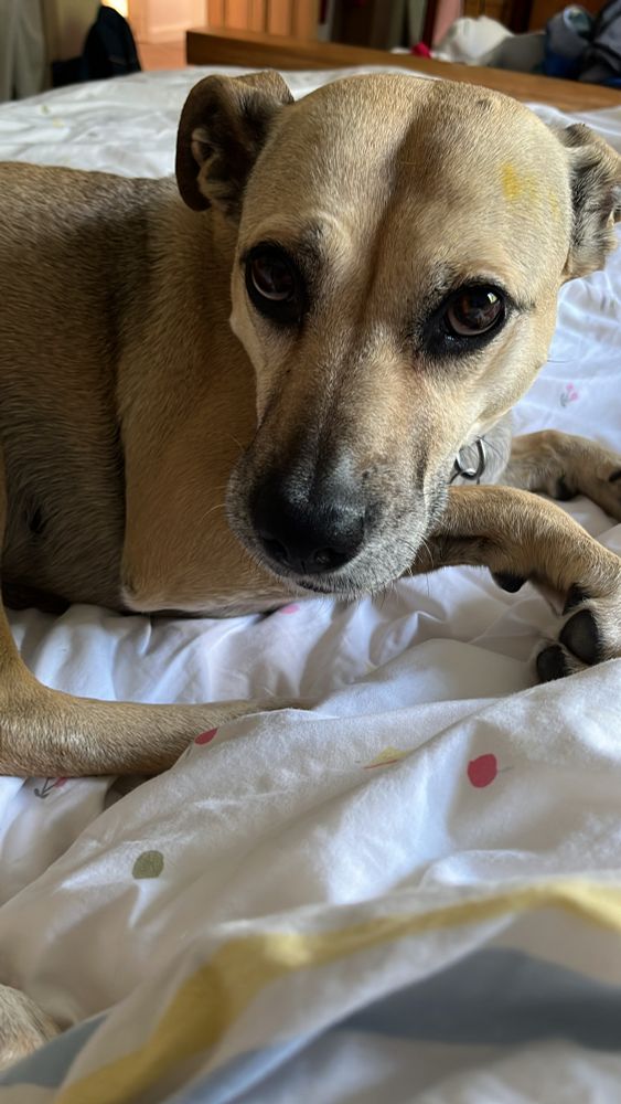 Picture of the lovely pippydog!