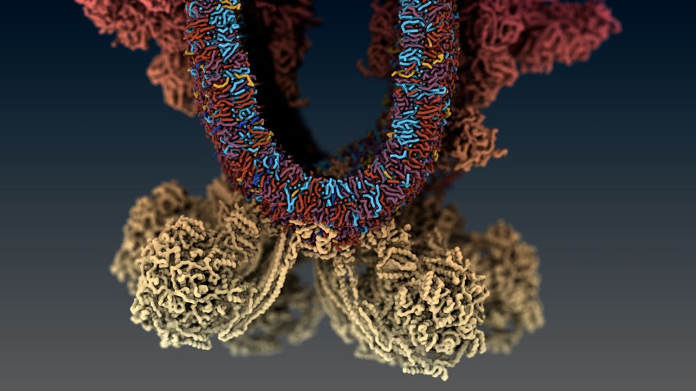 A stylized image of the molecular model of a mitochondrial crista, with proteins and lipids shown