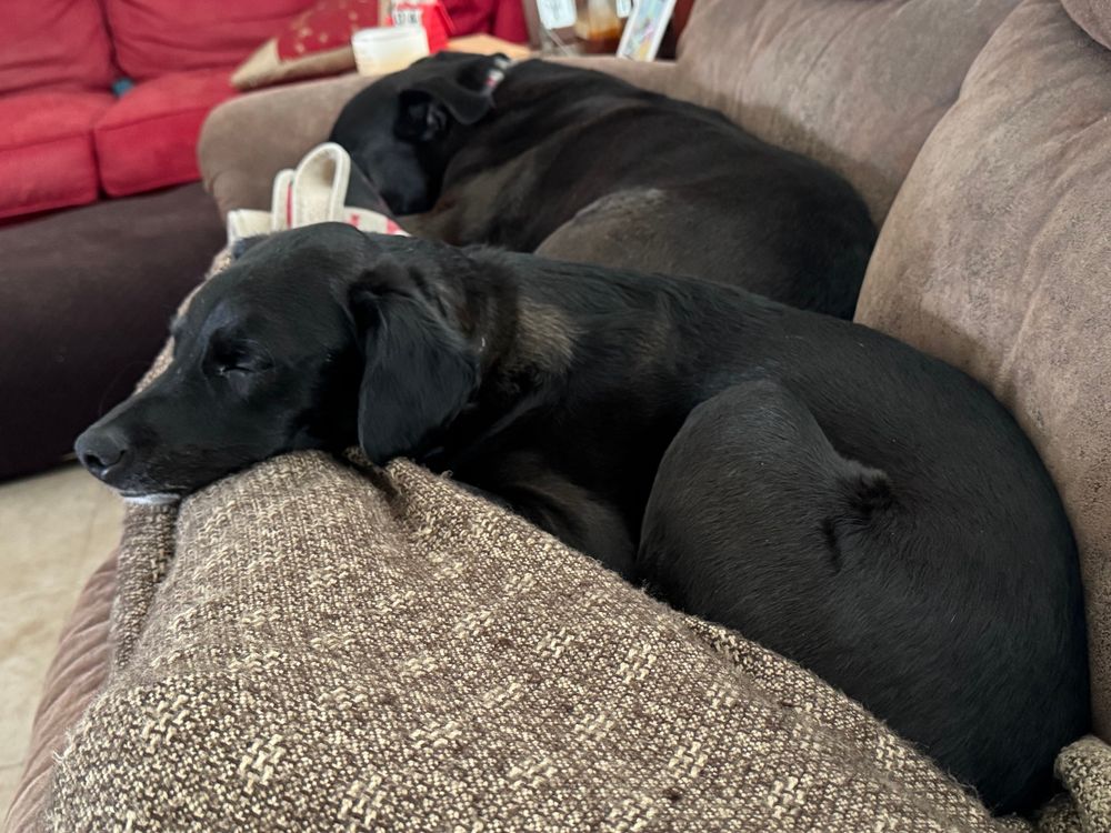A medium sized black dog sleeps atop blanket-covered pair of legs on a brown couch, while a larger black dog also sleeps at the far end of the couch. 