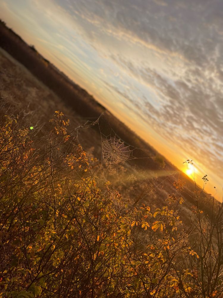 Sunrise from NorCal, spiderweb glistening and covered in dew