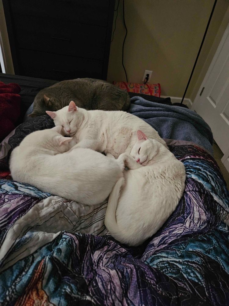 Three white cats and a grey cat are curled up on a blanket. Two whitr cats are curled up facing one another and the third white cat is curled up by their butts. He is using one of the butts as a pillow. The grey cat is curled up above the white cats and blends into the blanket.

Cats shown are named Wolffe (top left), Domino (middle left), Ghost (bottom left), and Ringo (right). 
