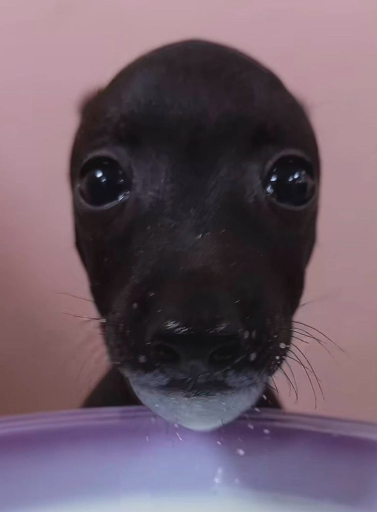 fucked up weird dog looking pathetic and drinking milk or some shit