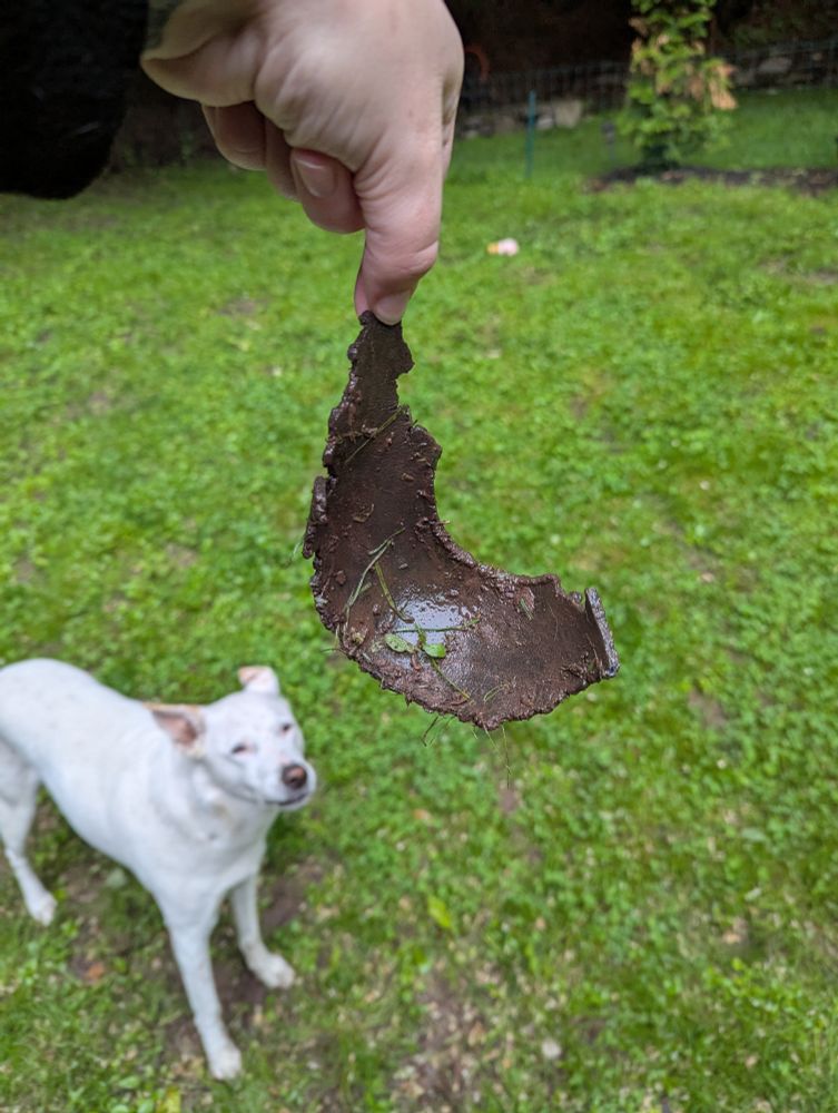 A cute dog and what's left of her favorite ball