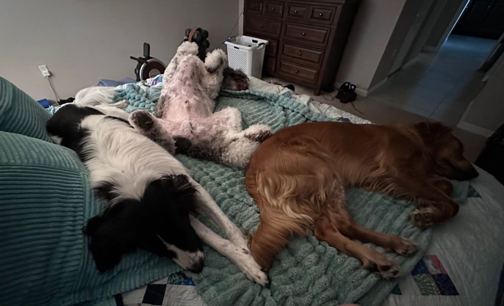 Three dogs asleep on a bed. 