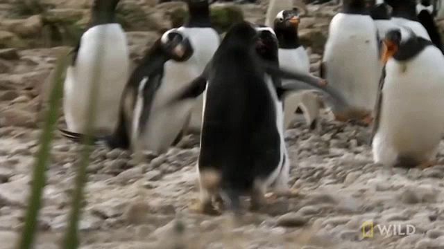 a group of penguins standing on a rocky beach .