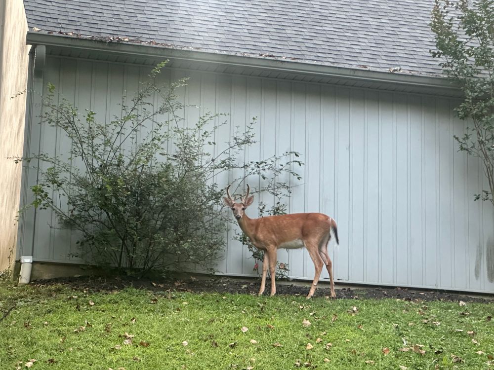 A deer in front of a house giving me the eye