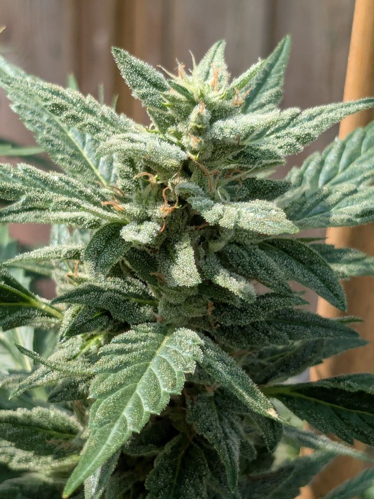 Picture of the Kushmints in flower outside in the sunshine. 