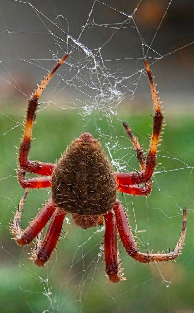 A big red & brown spider in its web