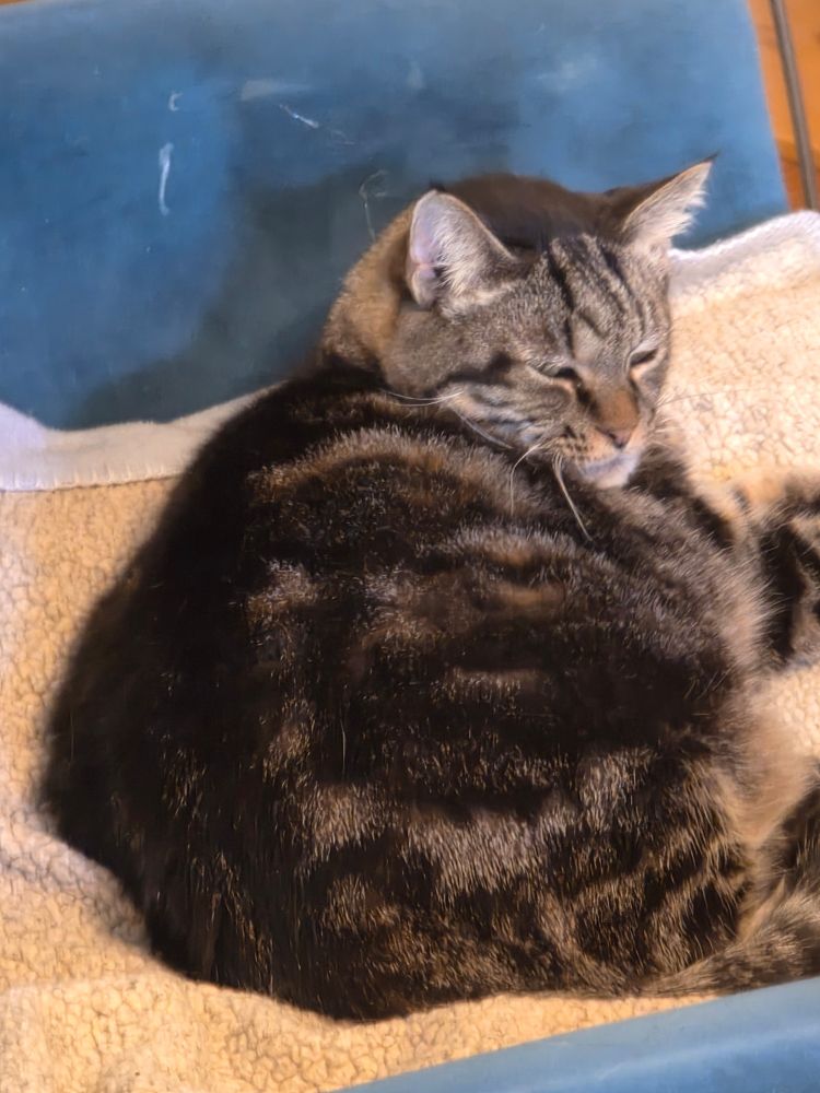Rodrigo, a brown tabby cat, sitting in a comfy chair that he definitely did not purchase.