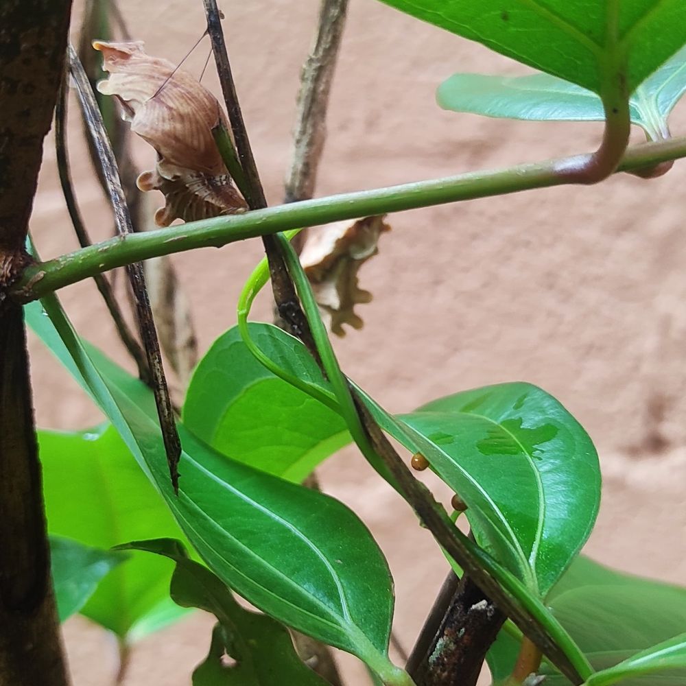 Common rose Chrysalisx2, eggx2 on the leaves of Thottea siliquosa