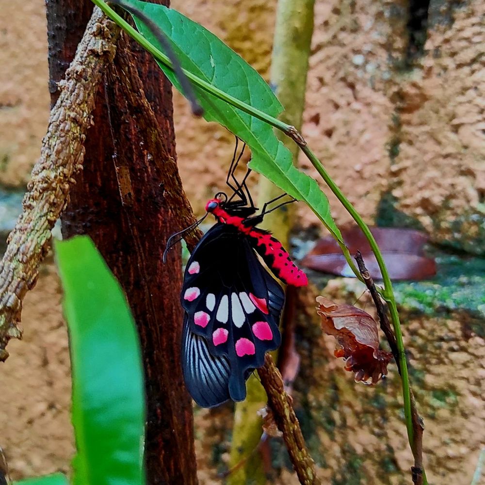 A new born Common rose butterfly and the chrysalis it emerged from