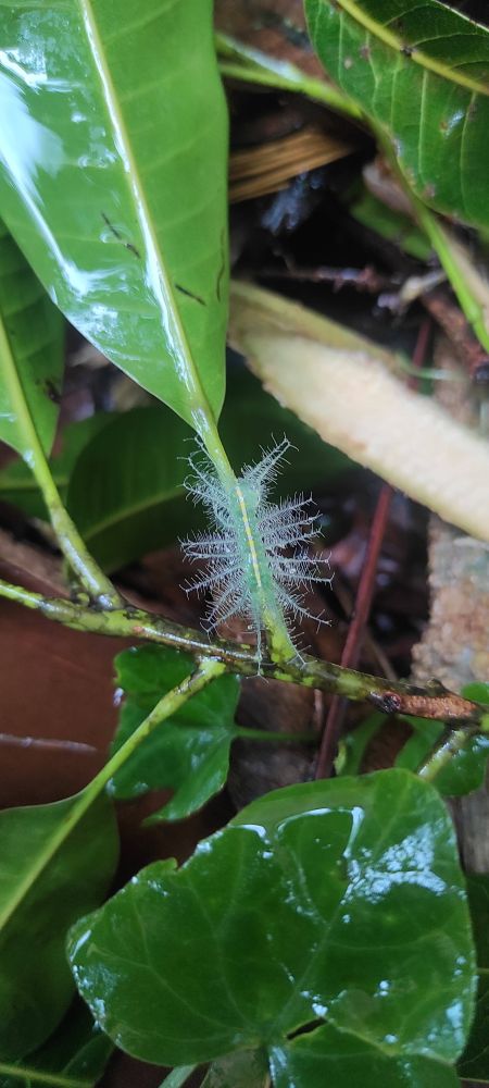 A Common Baron larva on a mango tree branch. Surrounded by other leaves. All looking shiny and wet