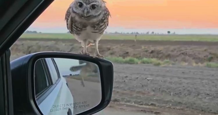 small owl sitting on a side rear view mirror, another bird reflected in mirror 