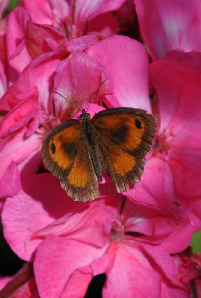 een vlinder met veel oranje, het oranje zandoogje, zit met de vleugeltjes open op een roze geranium