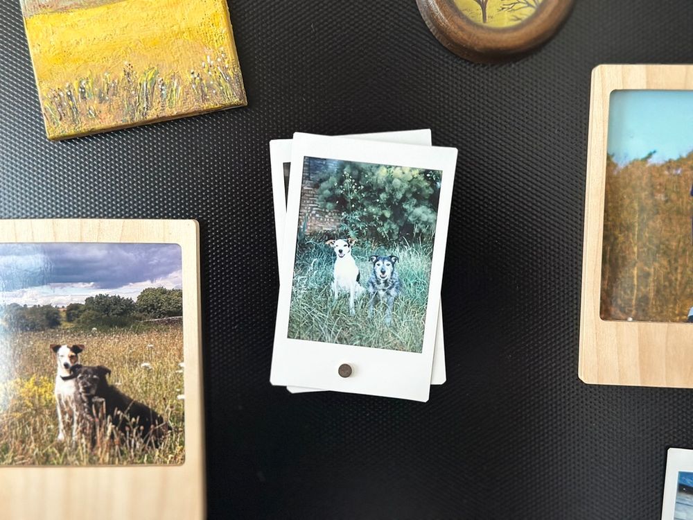 some fridge magnets including, centrally, a polaroid of two terriers in tall grass. next to it, out of focus, a photo of the same dogs from a few years ago. the black dog is a lot more grey now.
