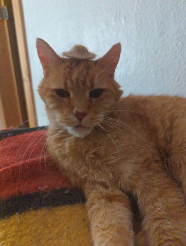 Red cat with a tiny hat made of dropped cat fur