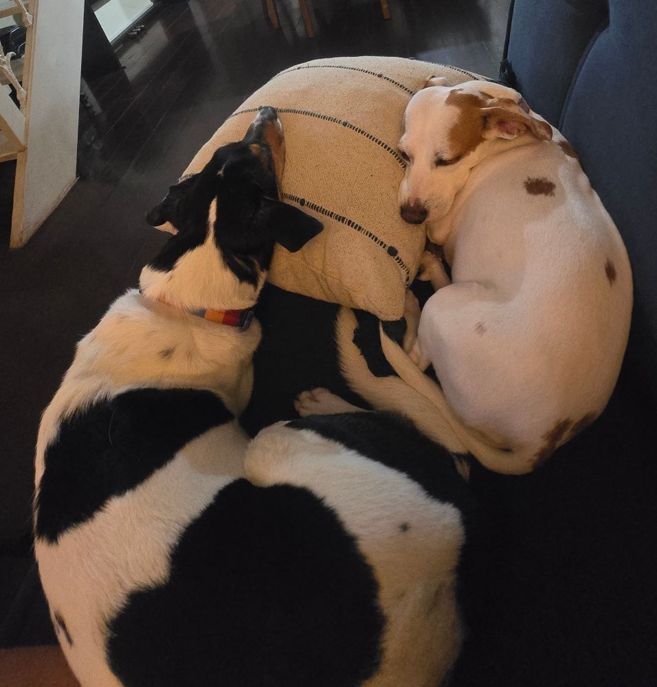 Os cães pabllo e betina, ambos srd malhados, dormindo com a cabeça apoiada na mesma almofada, como dois anjinhos.