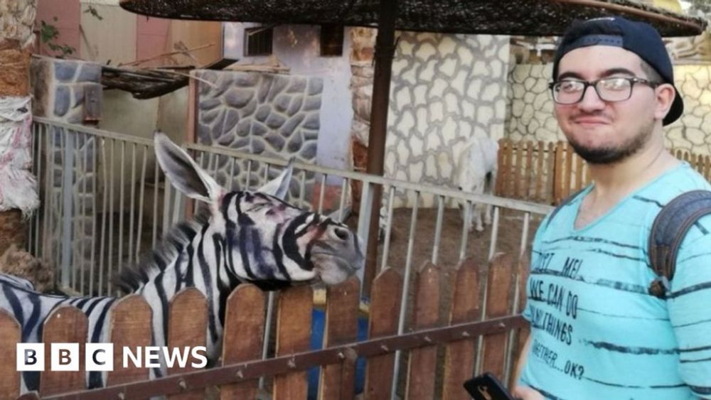 Egypt zoo accused of painting donkey to look like a zebra - BBC News