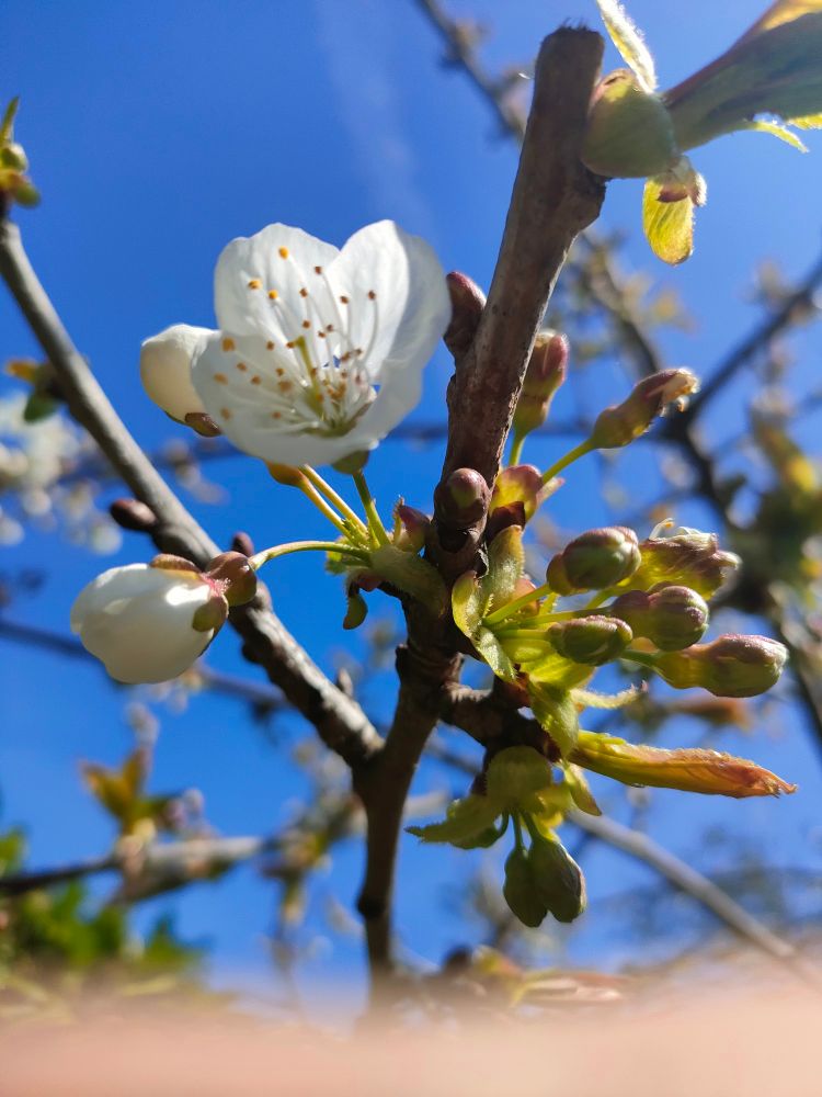 Fleur de cerisier