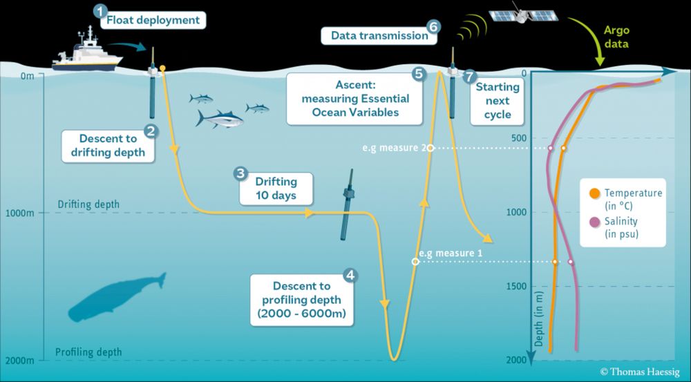 Argo est un programme international qui coordonne la collecte des informations à l'intérieur de l'océan à l'aide d'une flotte d'instruments robotisés. Ces instruments, les flotteurs profileurs, dérivent avec les courants océaniques et se déplacent à la verticale entre la surface et 2000m, 4000m ou le fond des océans. Les données recueillies par Argo décrivent la température et la salinité de l'eau et certains flotteurs mesurent d'autres propriétés qui décrivent la biologie/chimie de l'océan. 

Le réseau de flotteurs travaille en partenariat avec les satellites d'observation de la Terre, Jason, qui mesurent la forme de la surface de l'océan.

Chaque profileur Argo est mis à l'eau depuis un navire.  Une fois dans l’eau, le flotteur descend pour se stabiliser vers 1km de profondeur. Dix jours plus tard, le flotteur descend jusqu'à 2, 4 ou 6km de profondeur, puis remonte à la surface. Lors de son ascension vers la surface, les capteurs embarqués s’activent et mesurent les propriétés de l'océan. Arrivé en surface, le flotteur transmet, via des satellites, les données et sa position à des stations de réception à terre. Le flotteur coule ensuite à nouveau pour répéter le cycle de 10 jours jusqu'à ce que ses batteries soient épuisées.