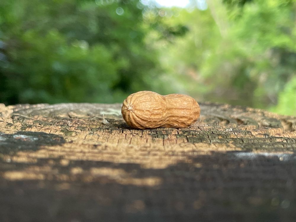 Saw this oddly pedastled peanut on a walk a few weeks ago.