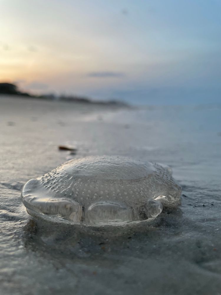Beached jellyfish, hundreds of em washed ashore presumably due to recent storms. 