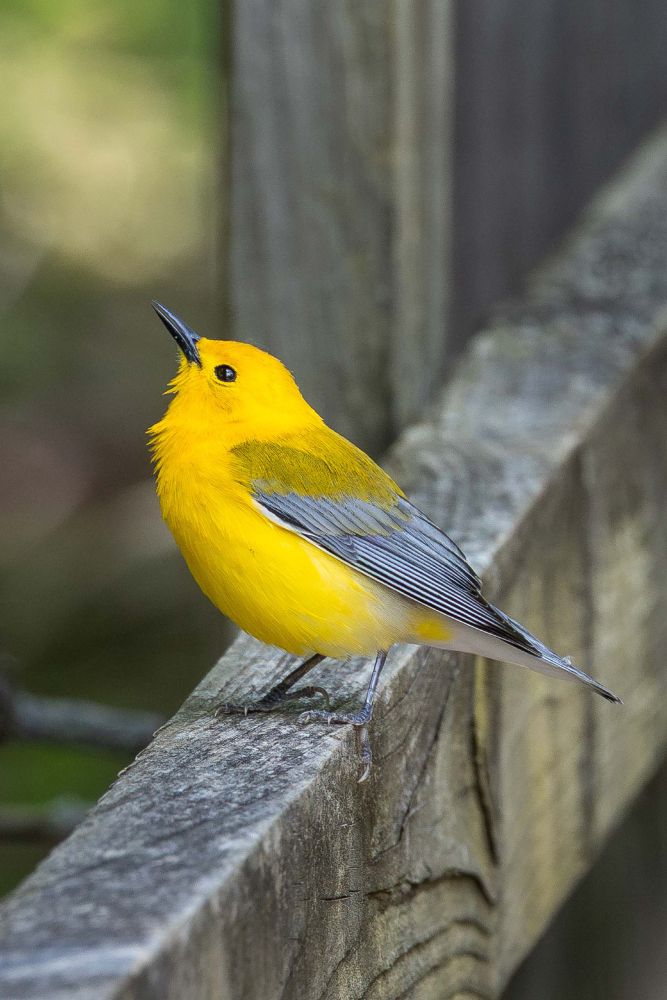 A tiny, bright yellow bird with gray wings striped with black and white is perched on a wooden boardwalk railing looking upward on a sunny spring day.
