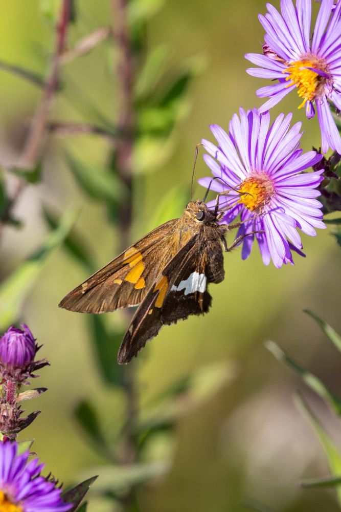 A tiny brown butterfly with tan and white spots on its wings sips nectar from a light purple flower with a yellow center on a sunny, early autumn day.