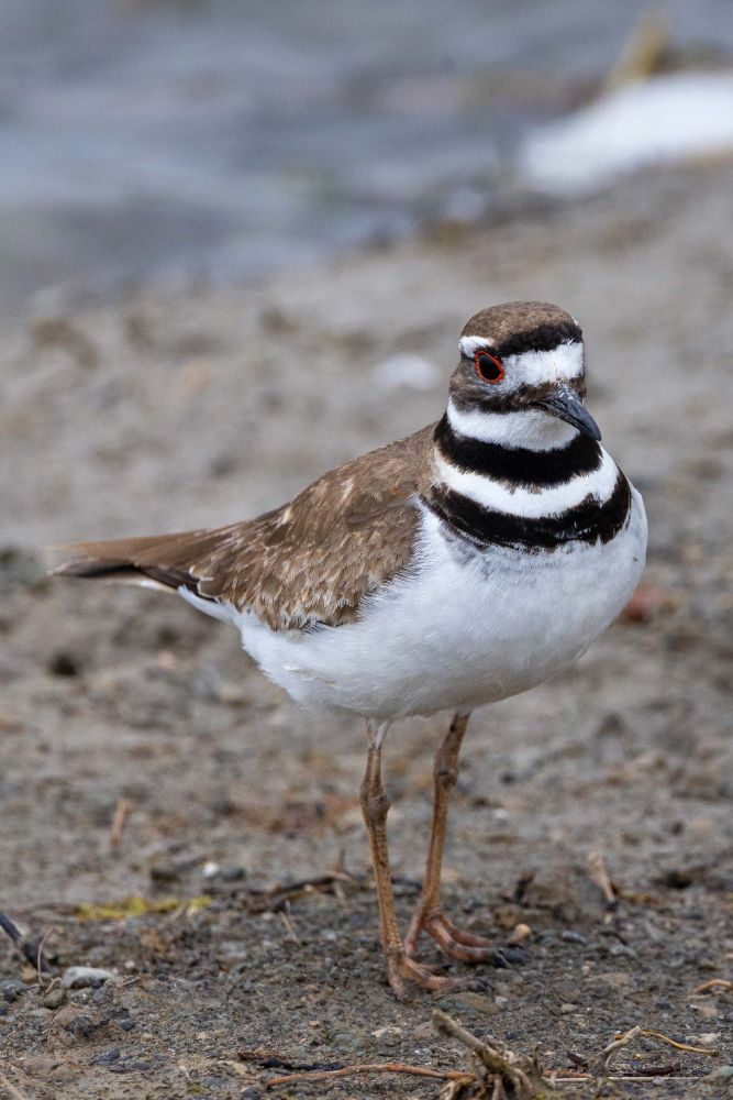 A medium-sized brown and white plover with striking black bands across its neck and face and a bright red eye ring stands near a marsh on a dull spring day 