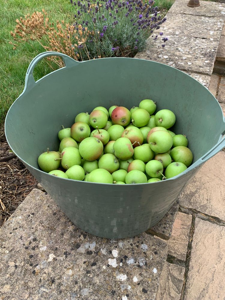 A trug half full of freshly picked home grown green and red apples