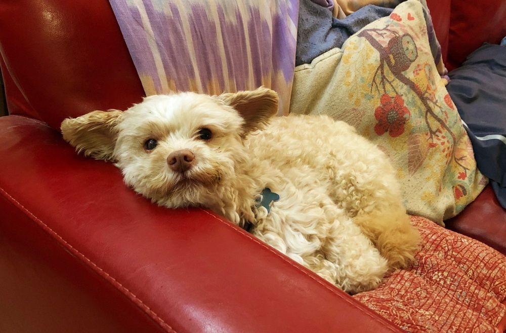 Photo of the most darling angel, Harvey, who gave us so much joy and love during his time with us. 