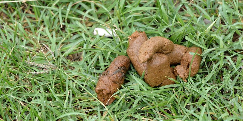 Hundescheiße im grünen Rasen 