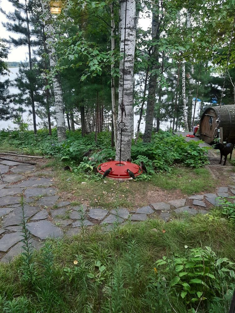 Multiple hummingbirds at a feeder