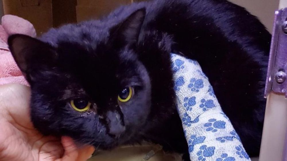 Help Tairn the black cat and his injured leg, organized by Clare Deming