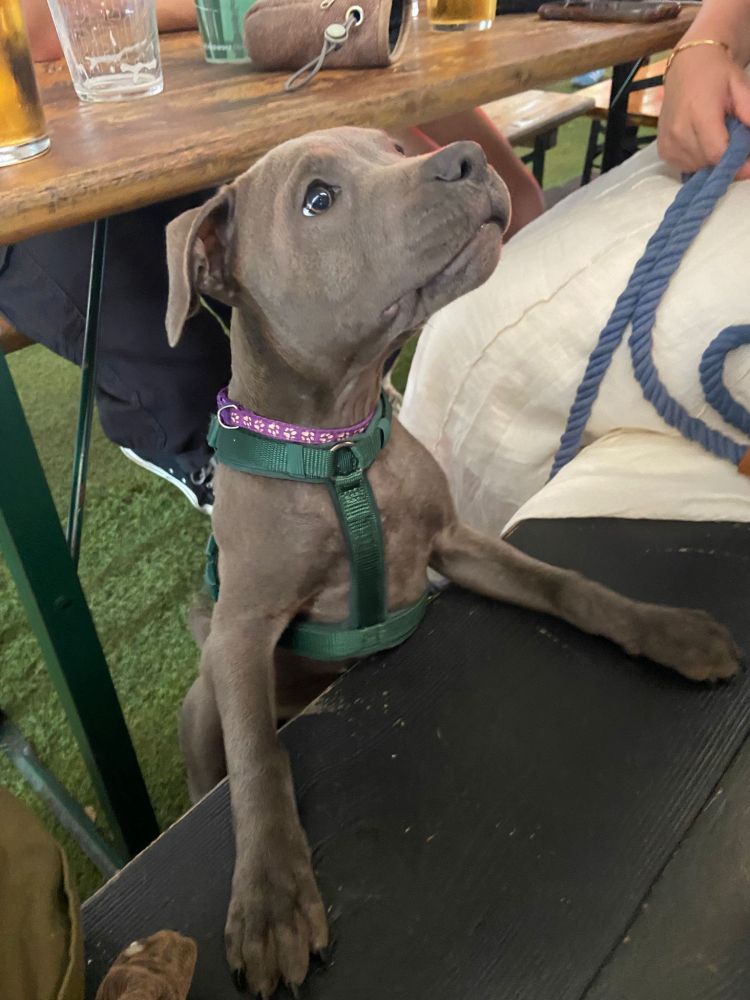 A Disney princess / blue Staffordshire terrier 