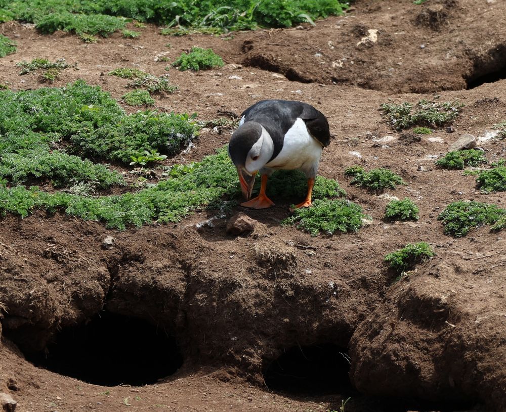 A puffin placing his Very Important Rock on the ground and looking at it with nary a single brain cell behind his eyes